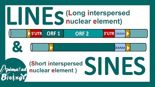 LINEs and SINEs  Poly A retrotransposon  Genetic organization of LINE and SINE  Mol bio [upl. by Aryt587]