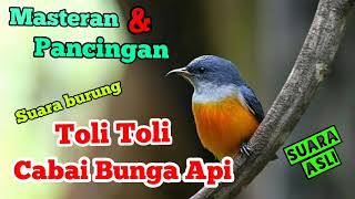 SUARA BURUNG TOLI TOLI  CABAI BUNGA API [upl. by Nomolos]