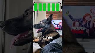 Retired Police Dogs Reaction Will Leave You Speechless [upl. by Antipus]