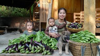 Harvest green vegetables and eggplants to sell at the market  cook with your children [upl. by Dougy]