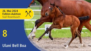 Live Auction  Jumping Foals  May 26th  No 8 Ulani Bell Boa by Untouchable  Casall [upl. by Teemus]