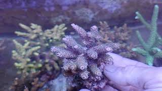 Acropora tenuis premiumindo coral gandalf [upl. by Bonaparte]