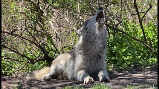 Gray Wolf Howls A Spring Song [upl. by Arrio]