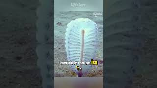 The Sea Pen। Aquatic Alien Creatures [upl. by Marsiella]