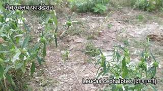 Leucas cephalotes द्रोणपुष्पी Dronpushpi गुमा  बुखार भूख लीवर का ईलाज [upl. by Brazee]