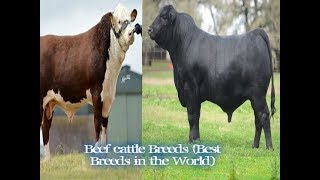 شاهد أفضل سلالات أبقار اللحم في العالم The best breeds of beef cattle in the world [upl. by Htebarual760]