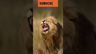 Most famous Lion  King Scar facts shorts lion [upl. by Ahtnama]