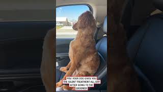 Dog gives owner the silent treatment after the groomers 🤣 🎥 Collab [upl. by Peatroy375]