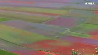 A Castelluccio la fioritura quotpiu bellaquot [upl. by Ayhtnic740]