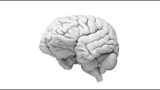 Test your memory with this game from Johns Hopkins [upl. by Terrance616]