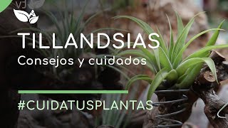 Tillandsias consejos y cuidados [upl. by Rebeka482]