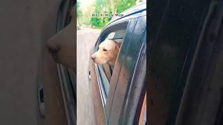 🚨 Aldo Enjoying Long Drive 🚗 shortfeed shortsfeed dog dogs shorts viralvideo rain cute fun [upl. by Norty998]