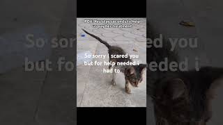 Urgent help germany cat paws lamecatcute usa protectcatsadoptdontshopveagnshortsukpain [upl. by Annoyek793]