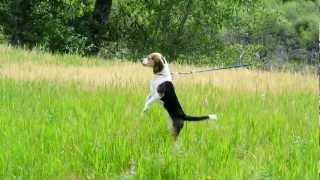 Pocket Beagle on the Hunt Breeder the Mimi Beagle Hunts a Lizzard Beagle Smell all [upl. by Raseac286]