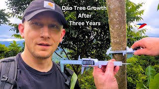 Philippine Dao Tree 3Year Update [upl. by Lawley604]