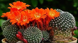 Rebutia Blüten [upl. by Elleon]