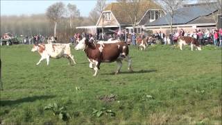 Koeien gaan de wei in Hoeve Biesland Delfgauw 29 maart 2013 lente [upl. by Aicatsue529]