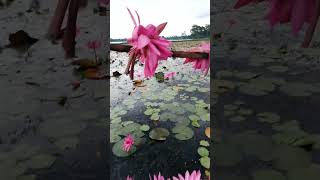 Barisal Wazirpur MunicipalityShapla Billnational flowerVery beautiful view [upl. by Zack]