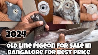 Old line pigeon for sale in Bangalore 2024👉sold out [upl. by Mechelle505]