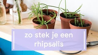 Zo stek je een Rhipsalis [upl. by Geiss]