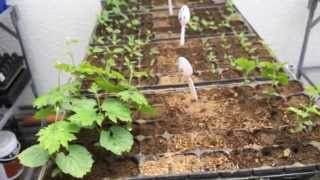 Mycorrhizae VAM Effect on Vegetables Seedling Germination Experiment Result [upl. by Chae]