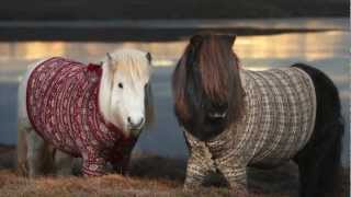 Shetland Ponies in Cardigans  VisitScotland [upl. by Enelhtak330]