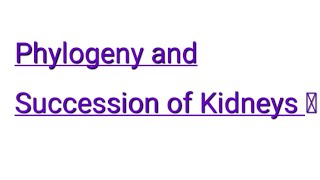 Phylogeny and Succession of kidneys  BSc  IGNOU  BZYCT 133 pronephros ignou bzyct metanephros [upl. by Papagena]