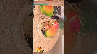 4K UHD Beautiful birds Video lovebirds birdsnest cutebirds [upl. by Nirraj]