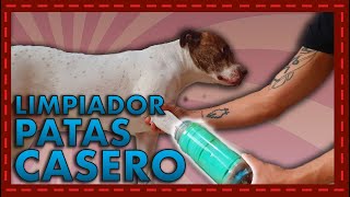 Limpiador de patas casero para perros Fácil y efectivo [upl. by Lisabeth]