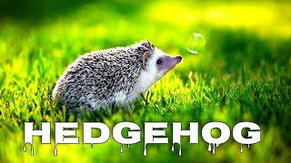 Hedgehog sounds hedgehog noises [upl. by Alyt]