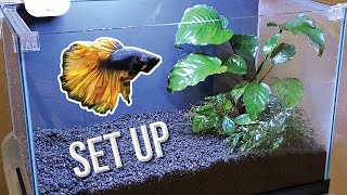 How I Set Up a Planted Betta Tank Detailed Version [upl. by Archy]