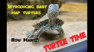 Turtle Time  Episode 1  Introducing Baby Map Turtles amp Out The Tank Feeding  Eating  Setup [upl. by Verge]