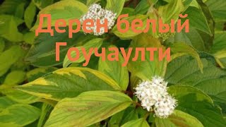 Дерен белый Гоучаулти cornus alba gouchaulty 🌿 обзор как сажать саженцы дерена Гоучаулти [upl. by Eislehc]