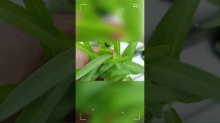 Kangkung hidroponik fypシ゚viral farming tenologipertanian [upl. by Westbrooke328]