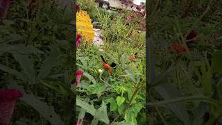 Butterflies eating nectar piano music pianomusic nature grasshopper farmer travel butterfly [upl. by Silvain291]