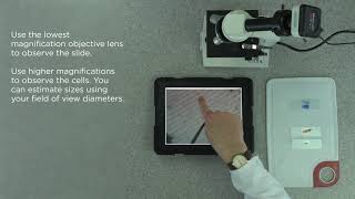 Edexcel Core Practical 91 GCSE B16 Using Microscopes Looking at onion plant cells [upl. by Mercy792]