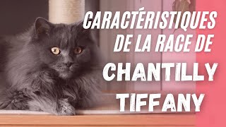 Caractéristiques De La Race De ChantillyTiffany [upl. by Tad399]