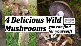 4 Delicious Wild Mushrooms You Can Find For Yourself [upl. by Eelrahc]