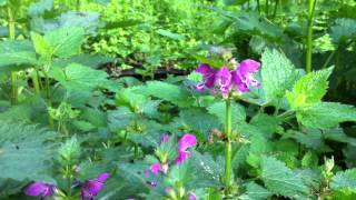 Spotted Deadnettle Lamium maculatum  20120512 [upl. by Laersi]