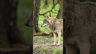 Le Loup  Anatomie Allure Majestueuse et Adaptations Fascinantes animals short loup [upl. by Notnroht126]