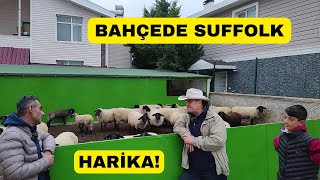 Balıkçı Bahçesinde Suffolk Yetiştiriyor Hobi Üreticisi [upl. by Cami]