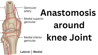 Anastomosis around knee joint [upl. by Towbin]