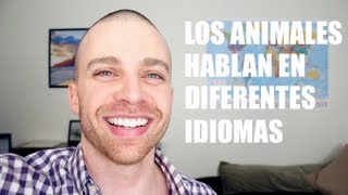 Los Animales Hablan En Diferentes Idiomas [upl. by Tonnie]