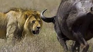 Lion vs BuffaloAny Bufallo Attacks One Lion [upl. by Eicart]