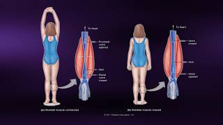 Causes of Muscle Soreness  Coursera Science of Exercise [upl. by Savart]