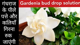 Best fertilizer for gardenia plant care Gardenia plant bud drop yellow leaf solution gandhraj care [upl. by Suelo777]