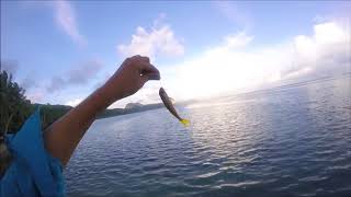 Microfishing In American Samoa [upl. by Jolda]