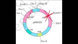 pBR322 [upl. by Eerdua]