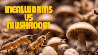 Incredible Timelapse Mealworms Feast on a Mushroom [upl. by Nirat]