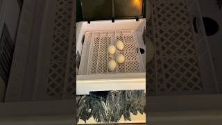 How To Incubate Chicken Eggs incubator [upl. by Sivlek377]